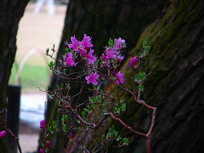 4月13日 【桜吹雪】_a0185880_16282992.jpg