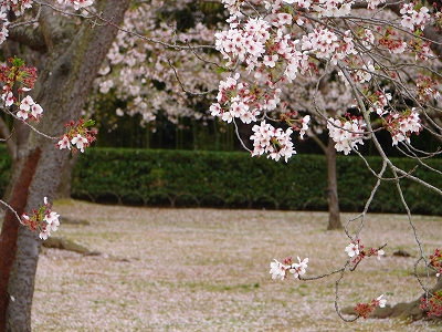 4月13日 【桜吹雪】_a0185880_16325164.jpg