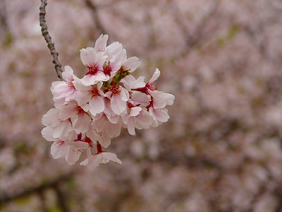 4月13日　【桜吹雪】_a0185880_1633151.jpg
