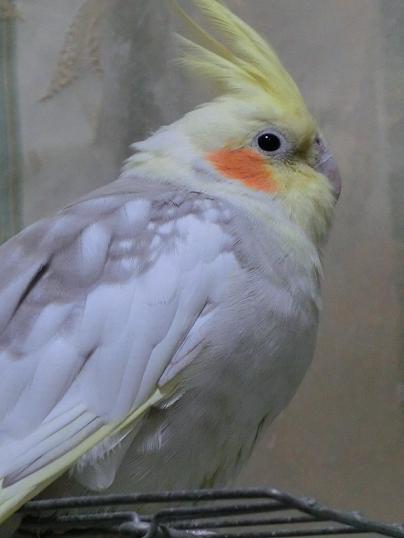 オカメインコの パイちゃん Shimajiroo 空飛ぶ小鳥たち