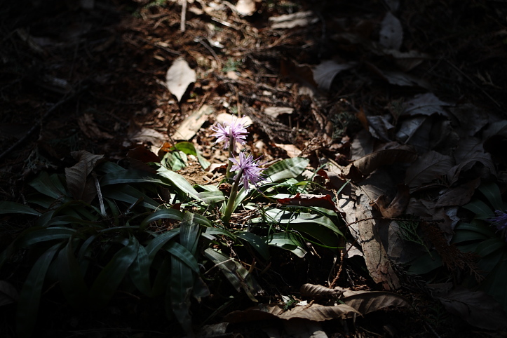 栃木県那珂川町・カタクリ山公園　その２_e0165983_12594876.jpg