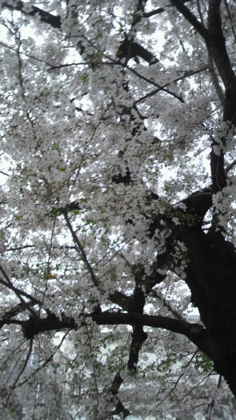 桜_a0075684_0223099.jpg