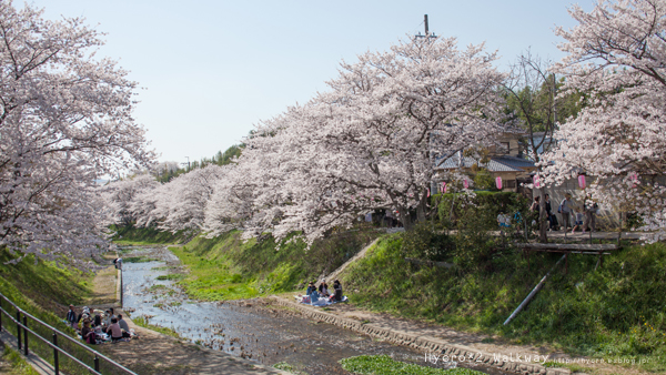 井手町玉川の桜まつり_a0079784_1054146.jpg