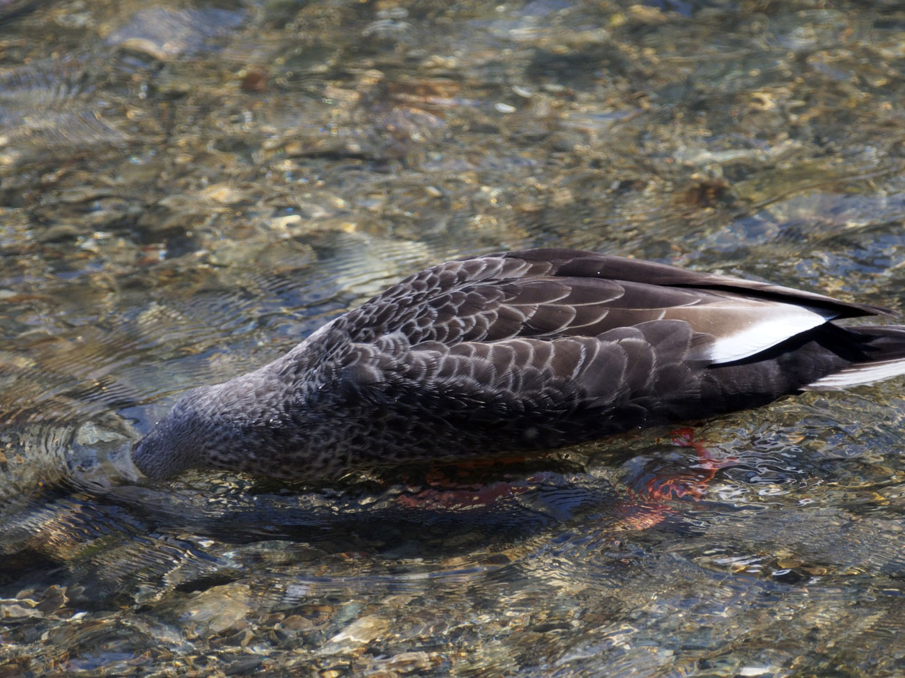 OM-D 　野鳥の撮影_a0110584_23453928.jpg