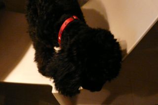 2012年4月13日 今気が付いた_b0098584_2104634.jpg