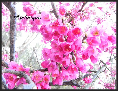 桜も見頃…_c0220186_11593252.jpg