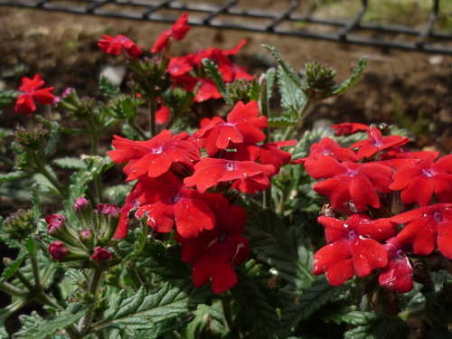 お庭の花＾＾ムスカリ可愛い～＾＾_f0198186_16244333.jpg