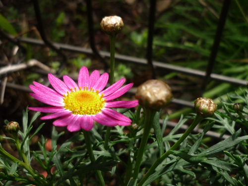 お庭の花＾＾ムスカリ可愛い～＾＾_f0198186_16252642.jpg