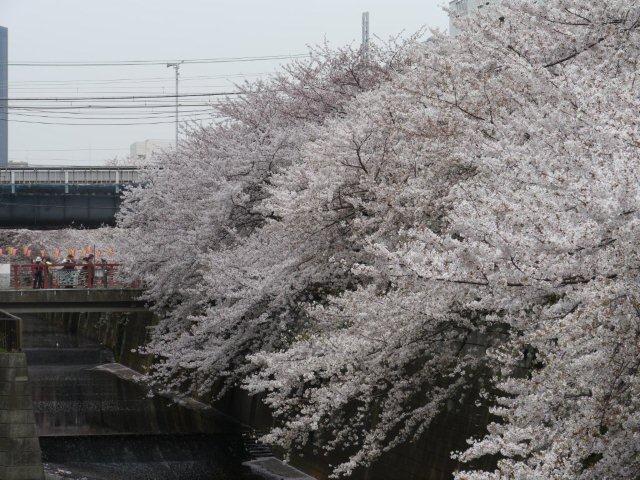 2012年の桜　その1　今年は初めて目黒川沿いを歩いてみました_b0175688_16545137.jpg