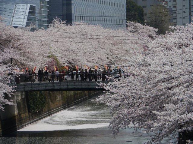 2012年の桜　その1　今年は初めて目黒川沿いを歩いてみました_b0175688_1702091.jpg