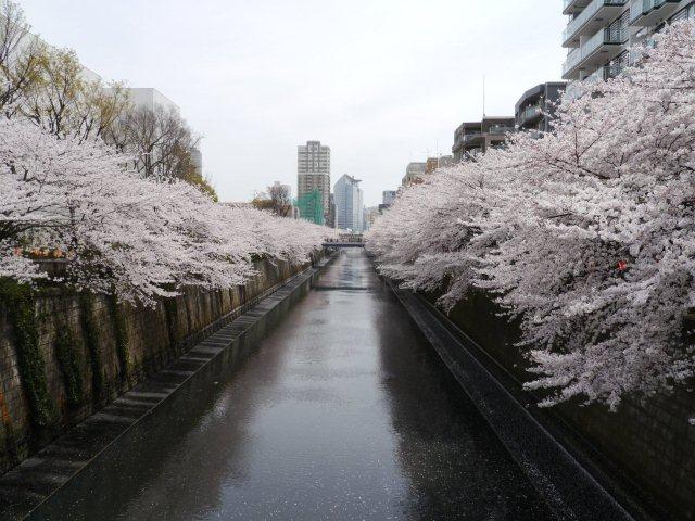 2012年の桜　その1　今年は初めて目黒川沿いを歩いてみました_b0175688_170737.jpg