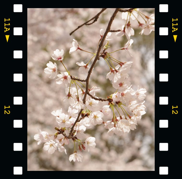 桜_c0152288_21555486.jpg