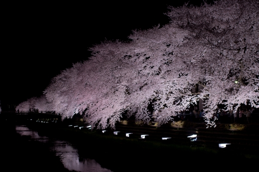 野川の夜桜　2012_e0162688_22454114.jpg