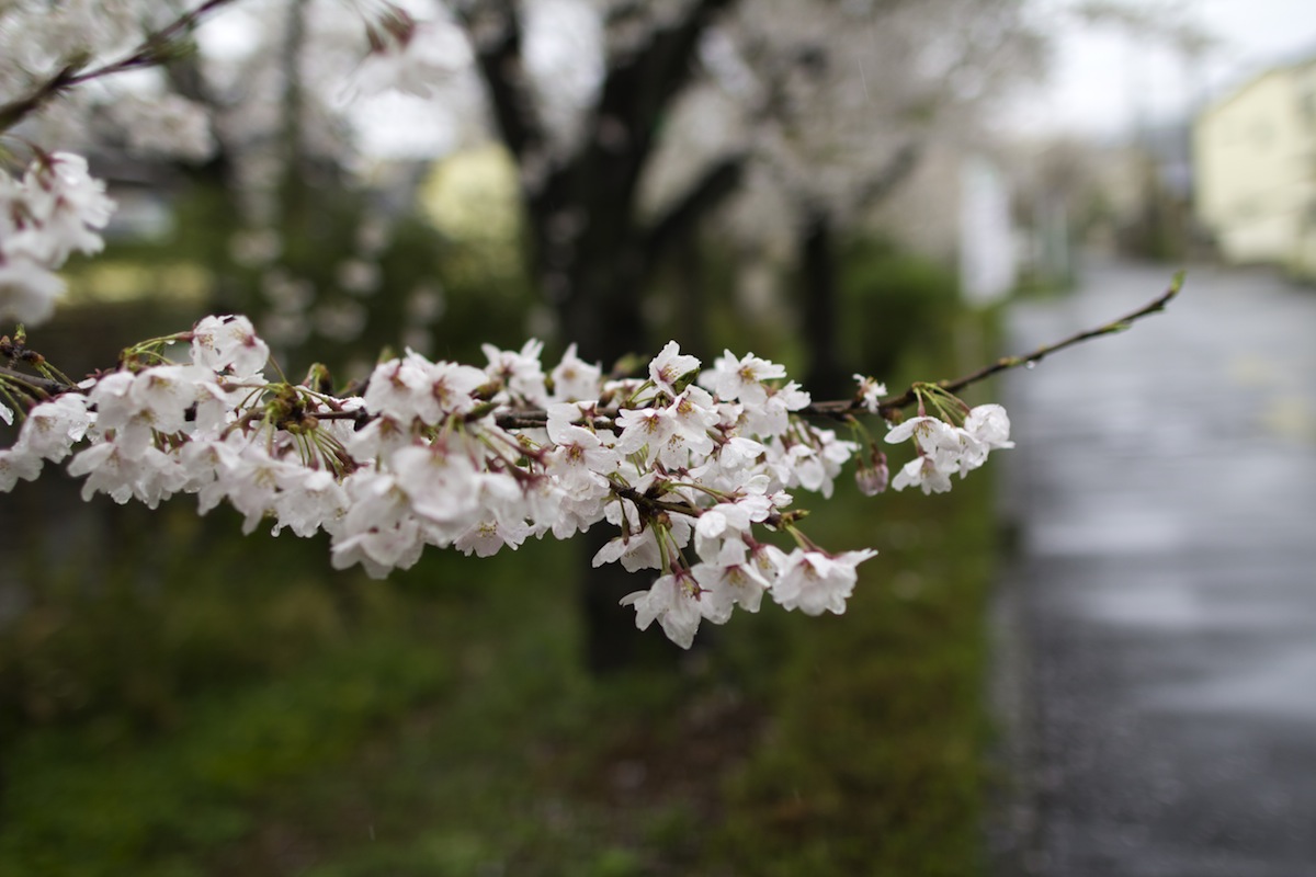 桜の季節　2012　賀茂川周辺　その4_b0188590_5161774.jpg