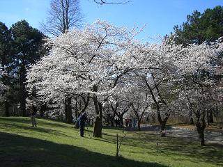 f0188990_11335.jpg