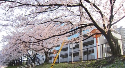 桜_d0249193_8505281.jpg