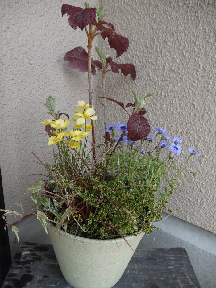 おめでとうございますの気持ちをこめて_a0233896_15265131.jpg