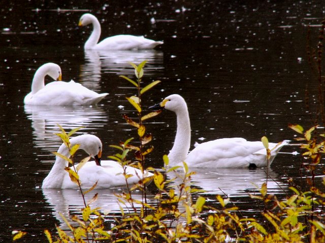 c0008502_20404124.jpg