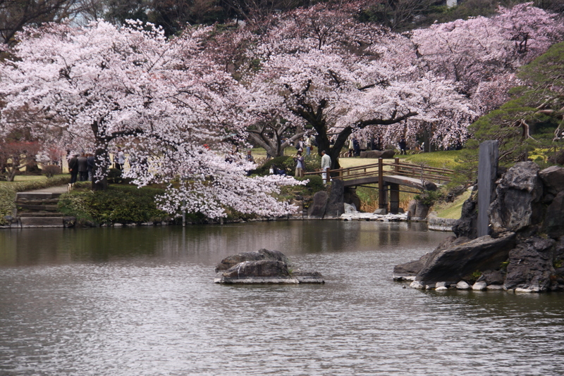 小石川後楽園の枝垂れ桜・・・5_d0248502_1245689.jpg