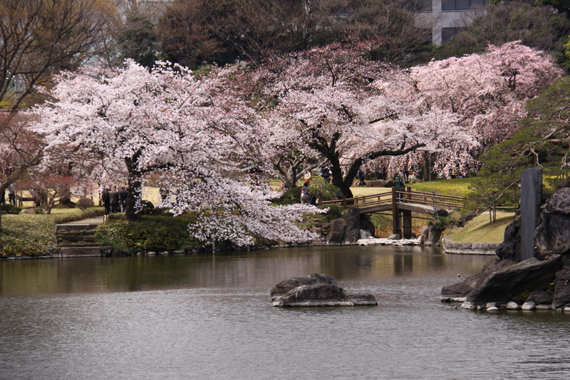 小石川後楽園の枝垂れ桜・・・5_d0248502_1262018.jpg