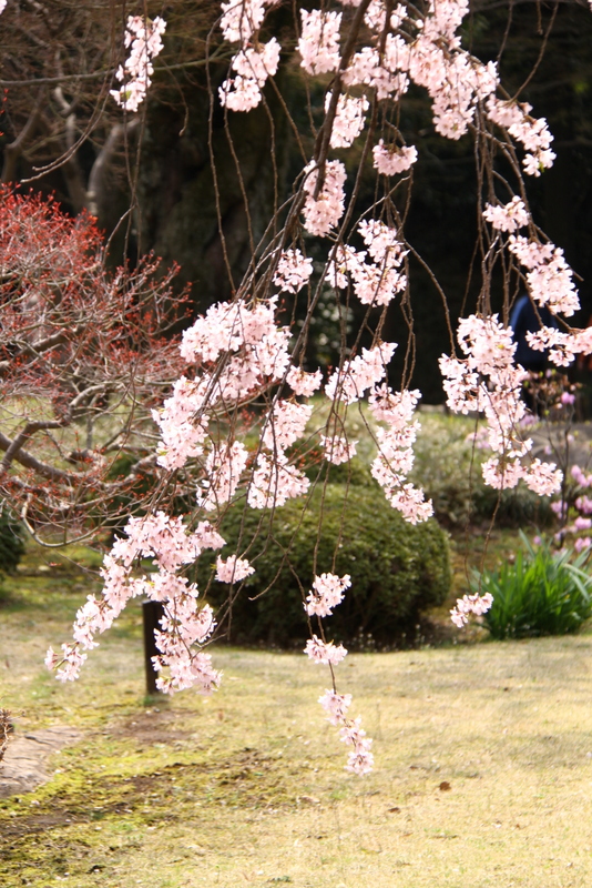 小石川後楽園の枝垂れ桜・・・5_d0248502_127394.jpg