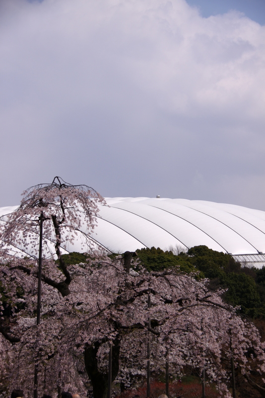 小石川後楽園の枝垂れ桜・・・5_d0248502_128232.jpg