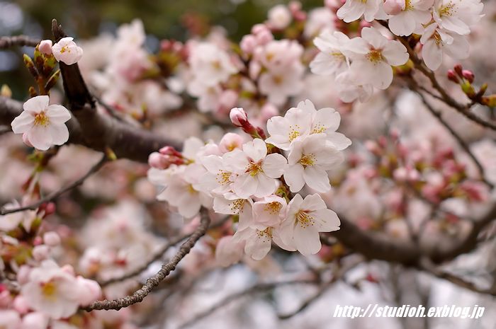 桜中継～最終回～_f0008102_21171130.jpg