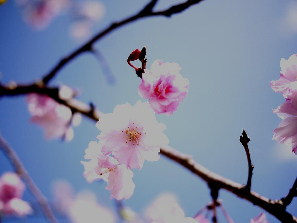 Pink_c0198903_13203254.jpg