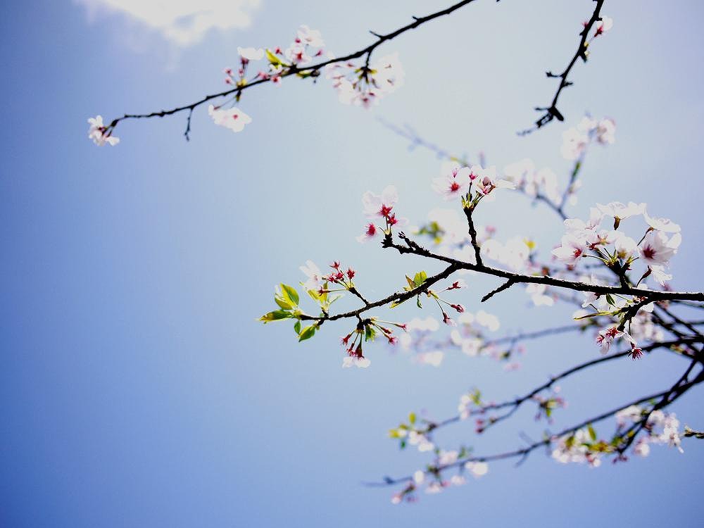 Pink_c0198903_1324688.jpg