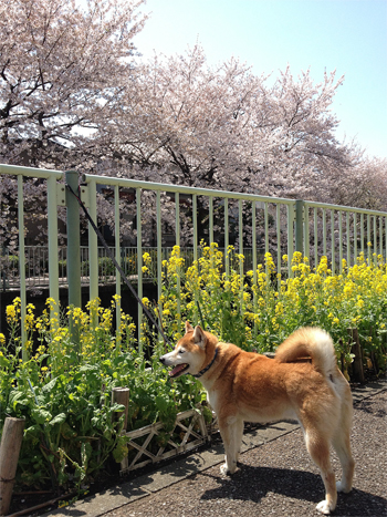 花は盛りに……_c0042704_17475844.jpg