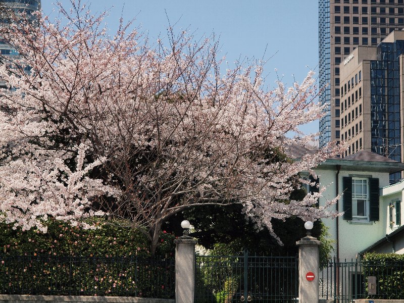 都会の桜たち　アークヒルズから東京タワーへ_b0231705_0274744.jpg