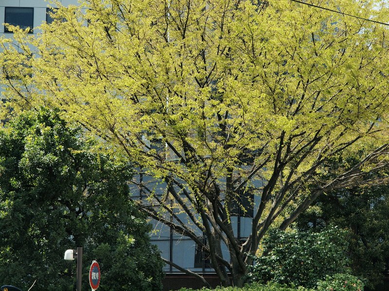 都会の桜たち　アークヒルズから東京タワーへ_b0231705_0292622.jpg