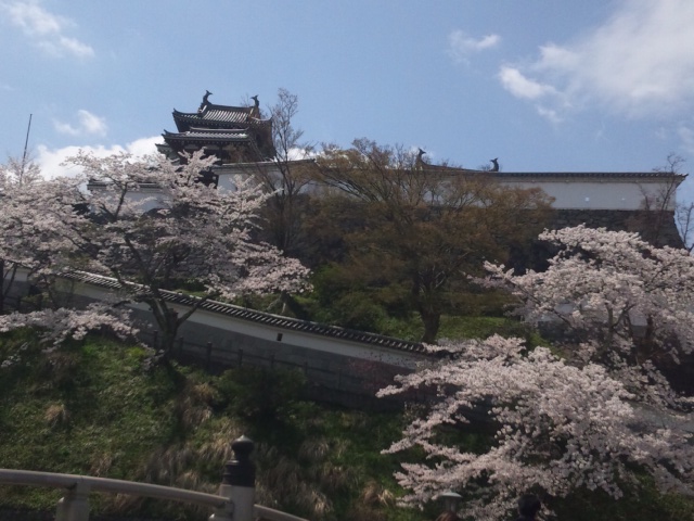 「福知山城と由良川沿い」　～桜だより　福知山編～_e0252905_221749.jpg