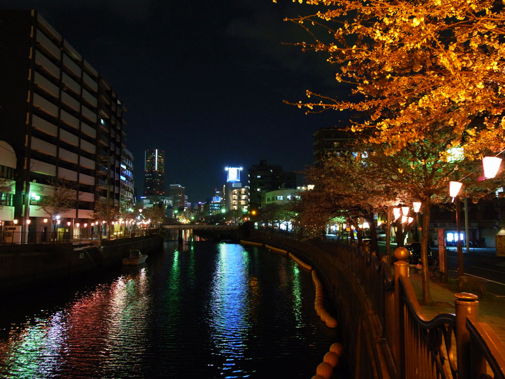 大岡川の夜桜_e0004009_0554645.jpg