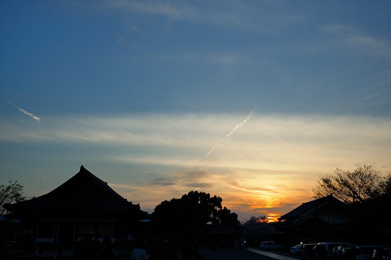 桜巡り・東寺夜桜ライトアップ　其の一_f0032011_16311626.jpg