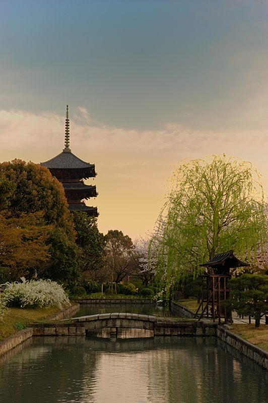 桜巡り・東寺夜桜ライトアップ　其の一_f0032011_16312430.jpg