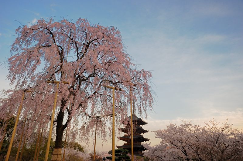 桜巡り・東寺夜桜ライトアップ　其の一_f0032011_16314297.jpg