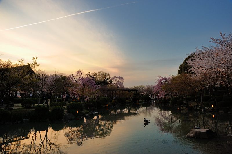 桜巡り・東寺夜桜ライトアップ　其の一_f0032011_16322280.jpg