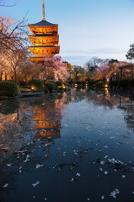 桜巡り・東寺夜桜ライトアップ　其の一_f0032011_16332187.jpg