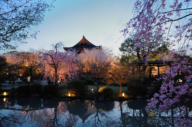 桜巡り・東寺夜桜ライトアップ　其の一_f0032011_16333192.jpg