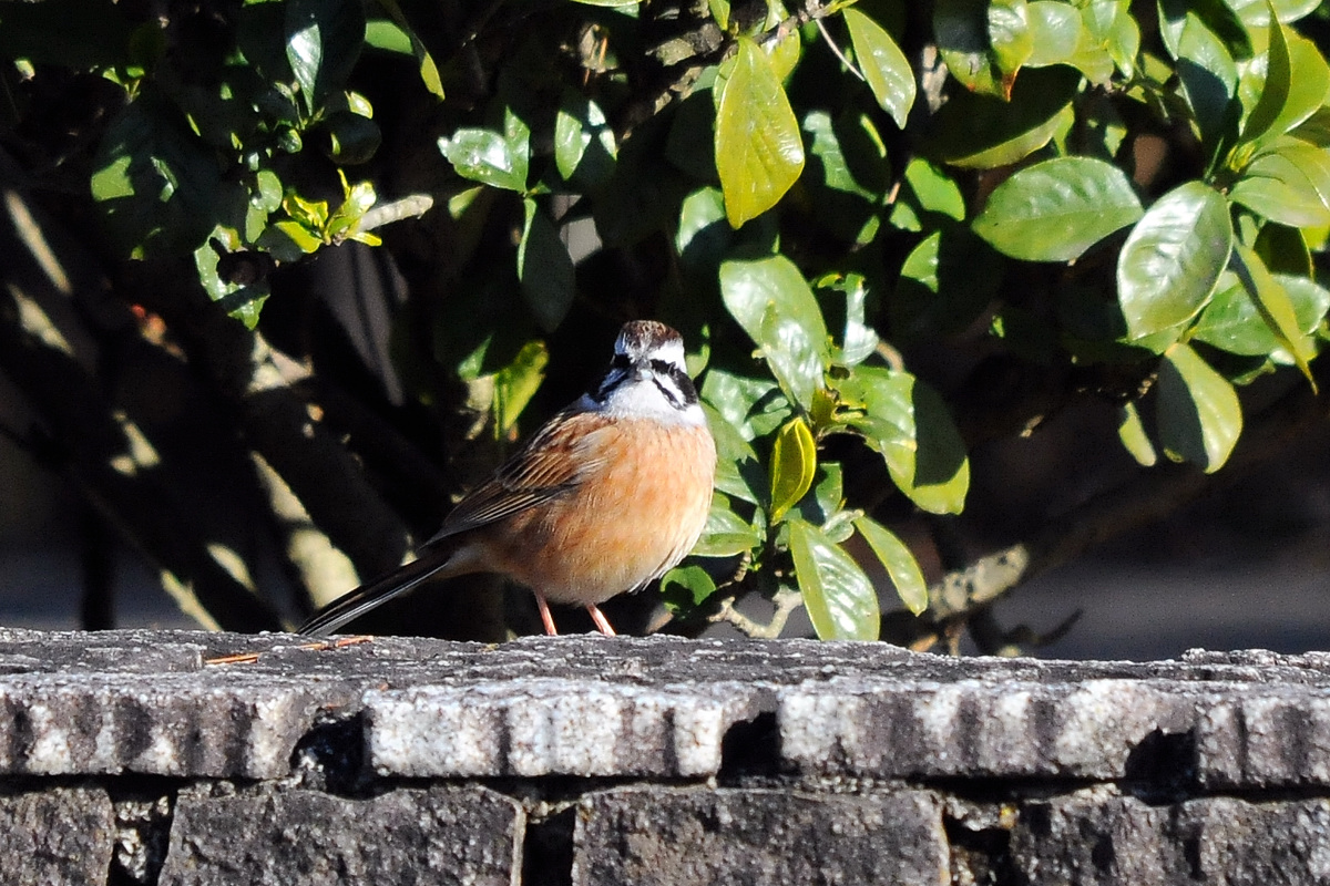 野鳥ホオジロ_a0189912_22302963.jpg