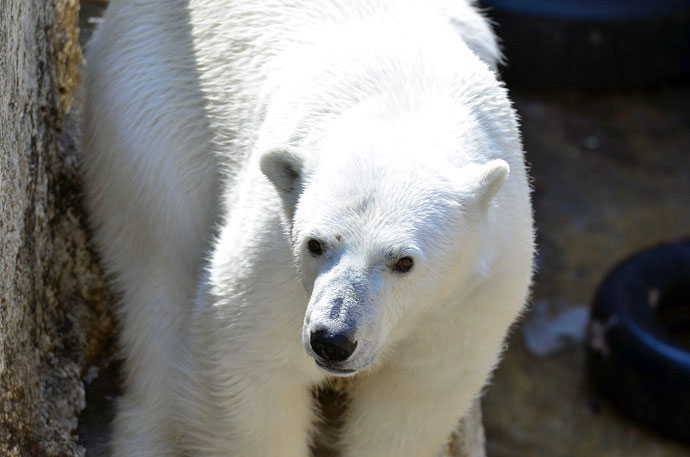 快晴の円山動物園のホッキョクグマたち　～　繁殖への静かな期待と秘められた自信_a0151913_2071886.jpg