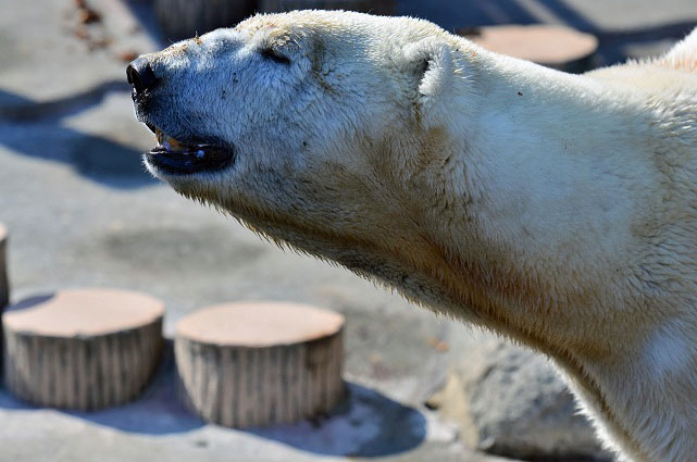 快晴の円山動物園のホッキョクグマたち　～　繁殖への静かな期待と秘められた自信_a0151913_2082990.jpg