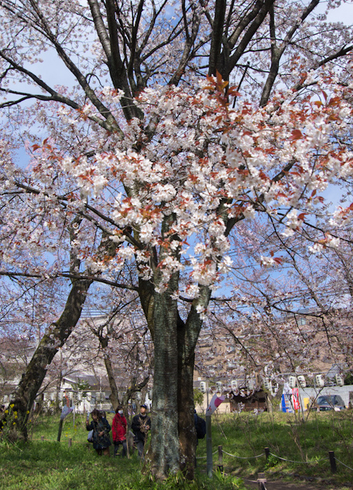 【京都】恒例の花見は平野神社の桜_c0039413_10212914.jpg