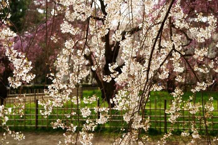 近衛邸跡の枝垂れ桜_e0177413_206637.jpg