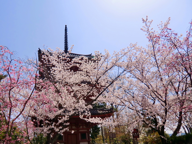 京都府　長岡天満宮から　天王山 (270M)に向かう_d0170615_7372491.jpg