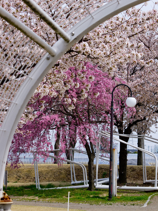 ～桜のたより～_d0236416_22172461.jpg