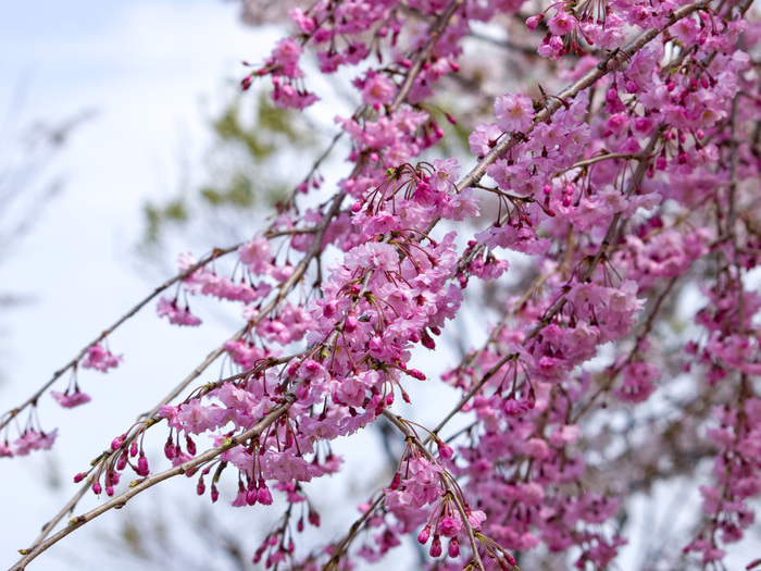 ～桜のたより～_d0236416_2219788.jpg