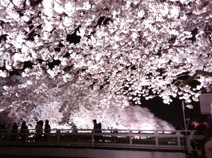 朧桜夜 : 月のかけら