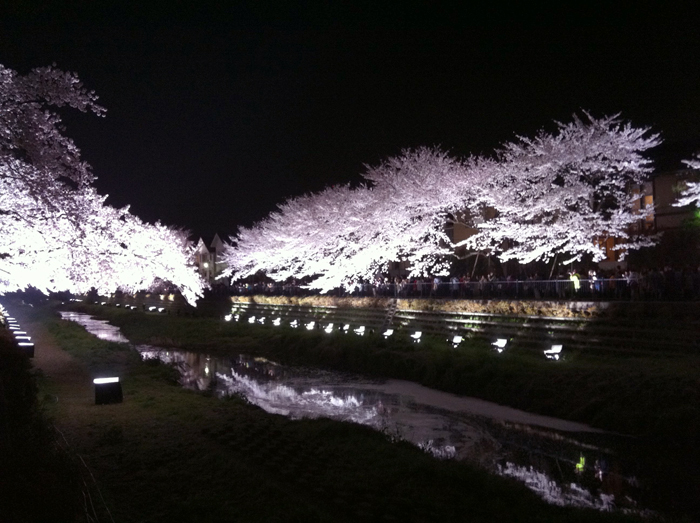 朧桜夜 : 月のかけら